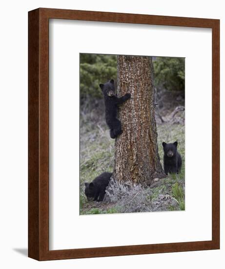 Three Black Bear (Ursus Americanus) Cubs of the Year-James Hager-Framed Photographic Print