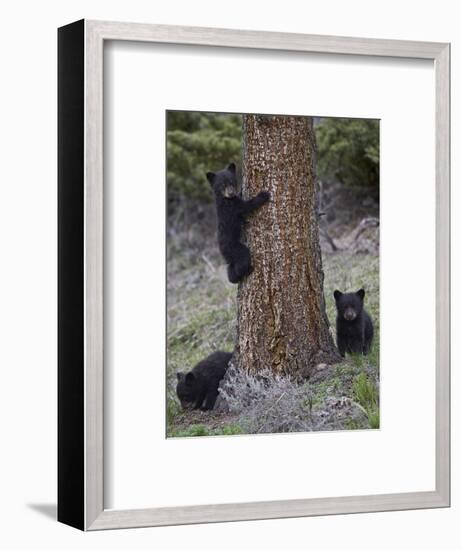 Three Black Bear (Ursus Americanus) Cubs of the Year-James Hager-Framed Photographic Print