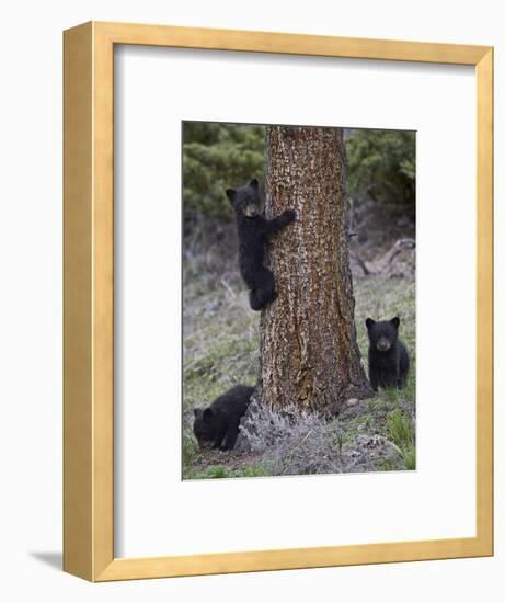 Three Black Bear (Ursus Americanus) Cubs of the Year-James Hager-Framed Photographic Print