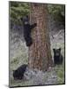 Three Black Bear (Ursus Americanus) Cubs of the Year-James Hager-Mounted Photographic Print