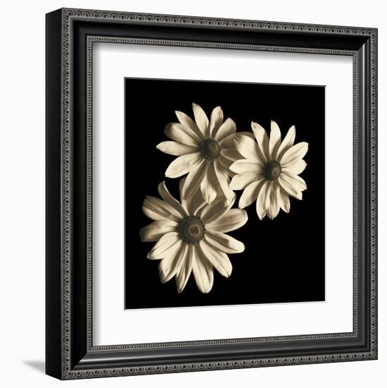 Three Black-Eyed Susans-Michael Harrison-Framed Art Print