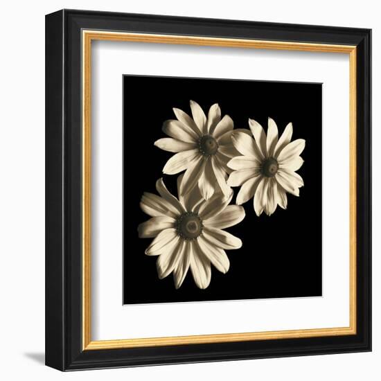 Three Black-Eyed Susans-Michael Harrison-Framed Art Print