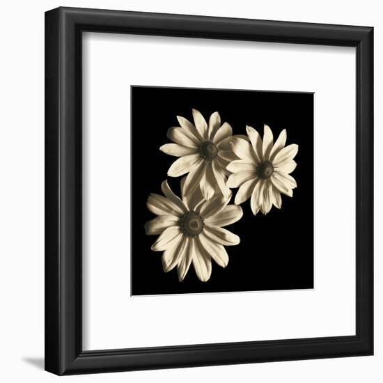 Three Black-Eyed Susans-Michael Harrison-Framed Art Print