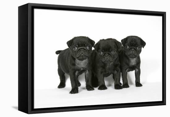 Three Black Pug Puppies (6 Weeks Old)-null-Framed Premier Image Canvas