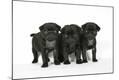 Premium Photographic Print