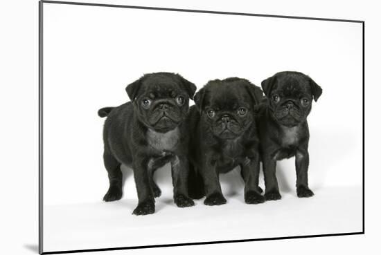 Three Black Pug Puppies (6 Weeks Old)-null-Mounted Photographic Print