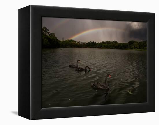 Three Black Swans on a Lake During a Storm in Ibirapuera Park, Sao Paulo, Brazil-Alex Saberi-Framed Premier Image Canvas