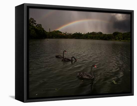 Three Black Swans on a Lake During a Storm in Ibirapuera Park, Sao Paulo, Brazil-Alex Saberi-Framed Premier Image Canvas