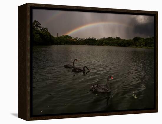 Three Black Swans on a Lake During a Storm in Ibirapuera Park, Sao Paulo, Brazil-Alex Saberi-Framed Premier Image Canvas