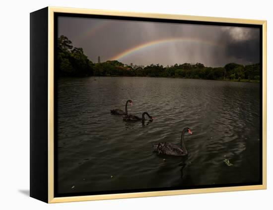 Three Black Swans on a Lake During a Storm in Ibirapuera Park, Sao Paulo, Brazil-Alex Saberi-Framed Premier Image Canvas