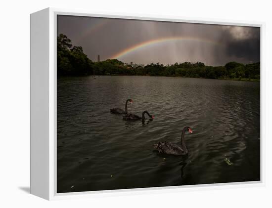 Three Black Swans on a Lake During a Storm in Ibirapuera Park, Sao Paulo, Brazil-Alex Saberi-Framed Premier Image Canvas