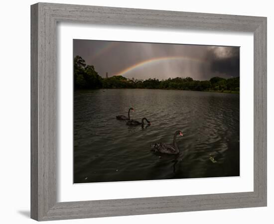 Three Black Swans on a Lake During a Storm in Ibirapuera Park, Sao Paulo, Brazil-Alex Saberi-Framed Photographic Print