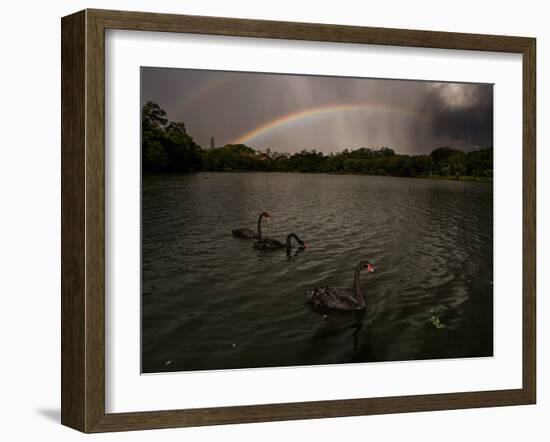 Three Black Swans on a Lake During a Storm in Ibirapuera Park, Sao Paulo, Brazil-Alex Saberi-Framed Photographic Print