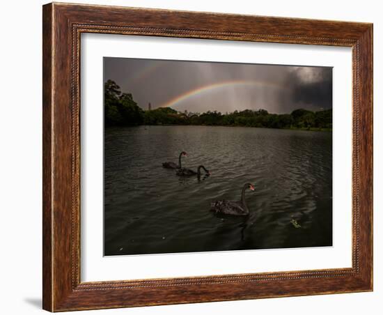 Three Black Swans on a Lake During a Storm in Ibirapuera Park, Sao Paulo, Brazil-Alex Saberi-Framed Photographic Print