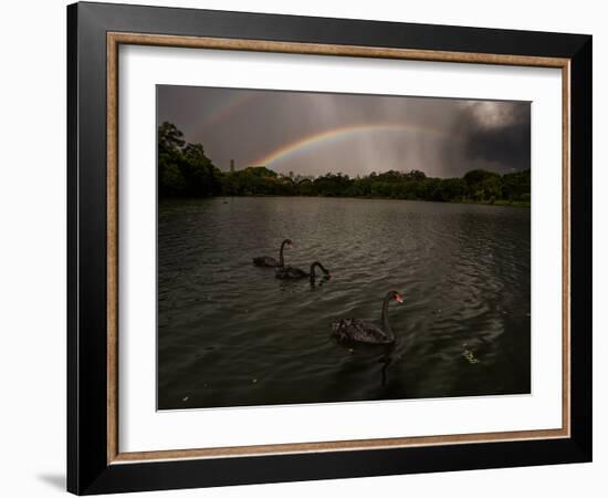 Three Black Swans on a Lake During a Storm in Ibirapuera Park, Sao Paulo, Brazil-Alex Saberi-Framed Photographic Print