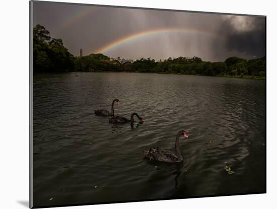Three Black Swans on a Lake During a Storm in Ibirapuera Park, Sao Paulo, Brazil-Alex Saberi-Mounted Photographic Print
