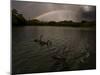 Three Black Swans on a Lake During a Storm in Ibirapuera Park, Sao Paulo, Brazil-Alex Saberi-Mounted Photographic Print