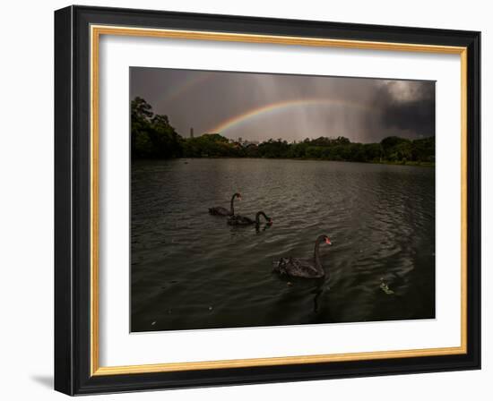 Three Black Swans on a Lake During a Storm in Ibirapuera Park, Sao Paulo, Brazil-Alex Saberi-Framed Photographic Print