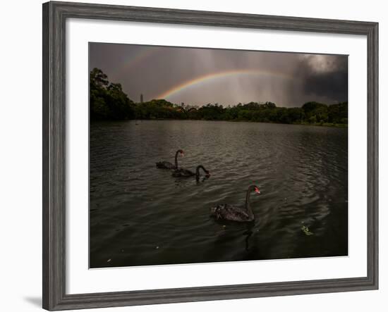 Three Black Swans on a Lake During a Storm in Ibirapuera Park, Sao Paulo, Brazil-Alex Saberi-Framed Photographic Print