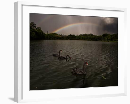 Three Black Swans on a Lake During a Storm in Ibirapuera Park, Sao Paulo, Brazil-Alex Saberi-Framed Photographic Print