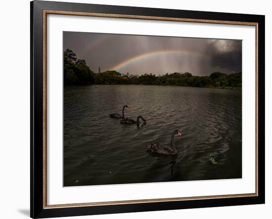 Three Black Swans on a Lake During a Storm in Ibirapuera Park, Sao Paulo, Brazil-Alex Saberi-Framed Photographic Print