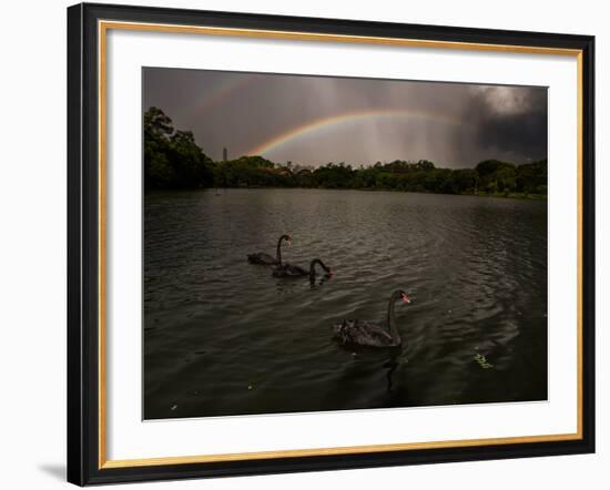 Three Black Swans on a Lake During a Storm in Ibirapuera Park, Sao Paulo, Brazil-Alex Saberi-Framed Photographic Print