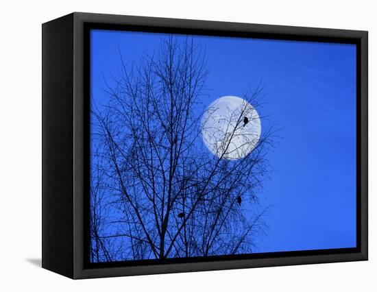 Three Blackbirds on Birch, Full Moon Evening-Ludwig Mallaun-Framed Premier Image Canvas