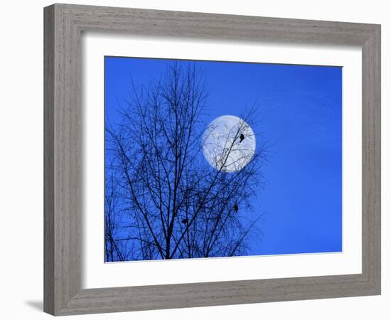 Three Blackbirds on Birch, Full Moon Evening-Ludwig Mallaun-Framed Photographic Print