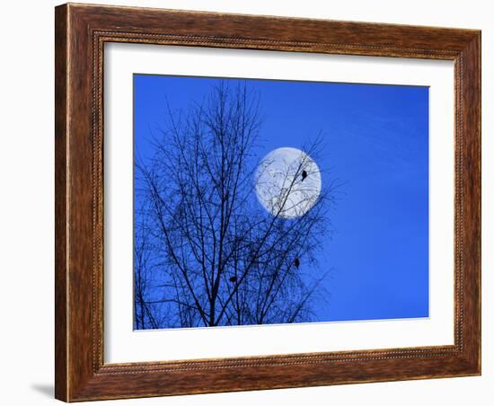 Three Blackbirds on Birch, Full Moon Evening-Ludwig Mallaun-Framed Photographic Print