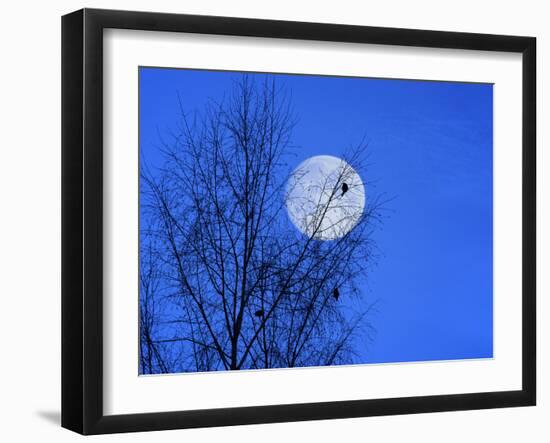 Three Blackbirds on Birch, Full Moon Evening-Ludwig Mallaun-Framed Photographic Print