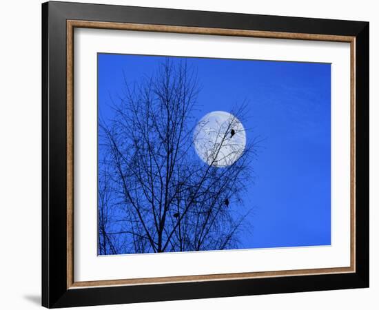 Three Blackbirds on Birch, Full Moon Evening-Ludwig Mallaun-Framed Photographic Print