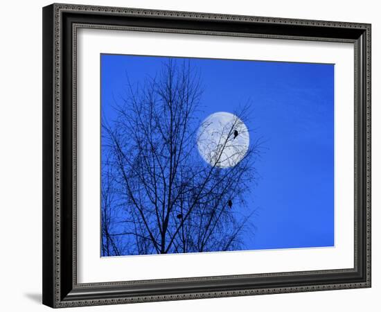 Three Blackbirds on Birch, Full Moon Evening-Ludwig Mallaun-Framed Photographic Print