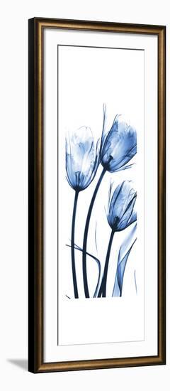 Three Blue Tulips-Albert Koetsier-Framed Premium Giclee Print