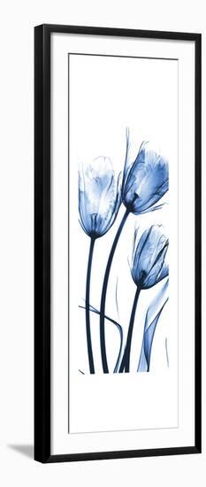 Three Blue Tulips-Albert Koetsier-Framed Premium Giclee Print