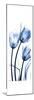 Three Blue Tulips-Albert Koetsier-Mounted Premium Giclee Print