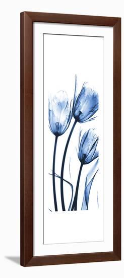 Three Blue Tulips-Albert Koetsier-Framed Premium Giclee Print