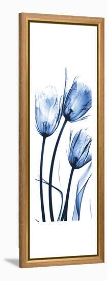 Three Blue Tulips-Albert Koetsier-Framed Stretched Canvas