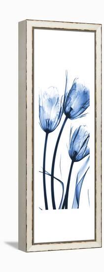 Three Blue Tulips-Albert Koetsier-Framed Stretched Canvas