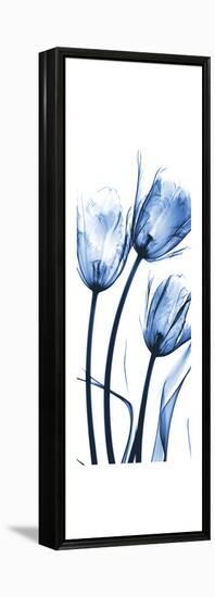 Three Blue Tulips-Albert Koetsier-Framed Stretched Canvas