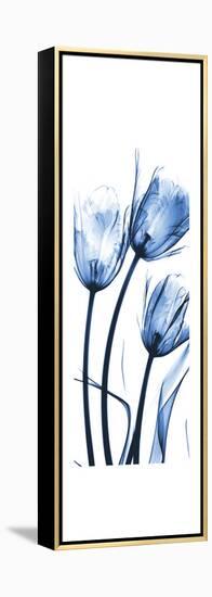 Three Blue Tulips-Albert Koetsier-Framed Stretched Canvas