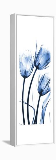 Three Blue Tulips-Albert Koetsier-Framed Stretched Canvas