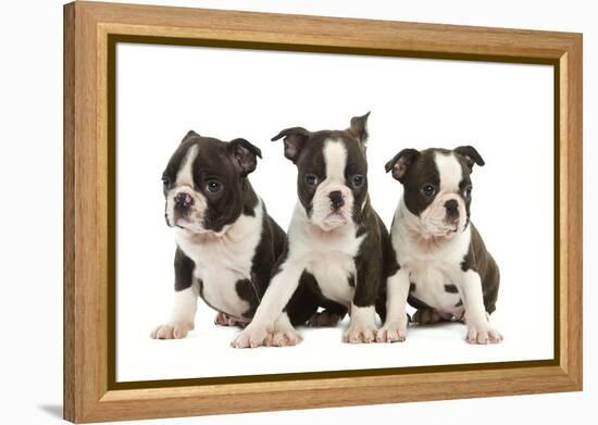 Three Boston Terrier Puppies in Studio-null-Framed Premier Image Canvas