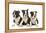 Three Boston Terrier Puppies in Studio-null-Framed Premier Image Canvas