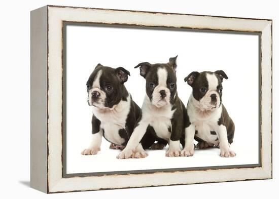 Three Boston Terrier Puppies in Studio-null-Framed Premier Image Canvas