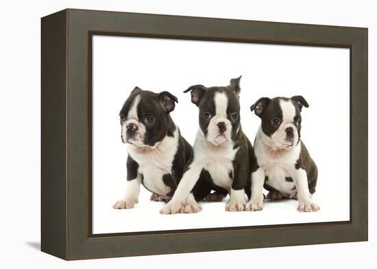 Three Boston Terrier Puppies in Studio-null-Framed Premier Image Canvas