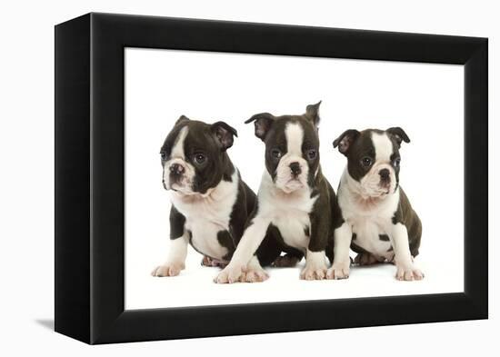 Three Boston Terrier Puppies in Studio-null-Framed Premier Image Canvas