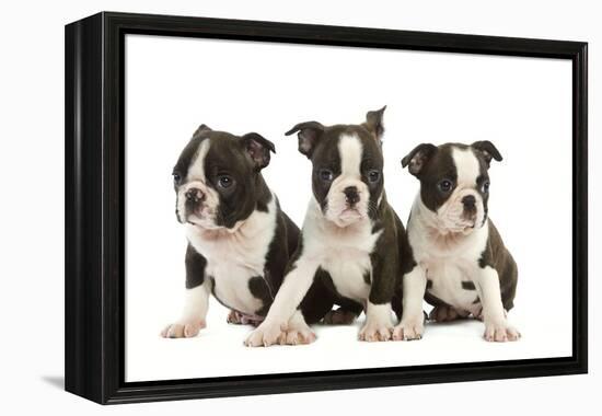 Three Boston Terrier Puppies in Studio-null-Framed Premier Image Canvas