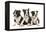 Three Boston Terrier Puppies in Studio-null-Framed Premier Image Canvas