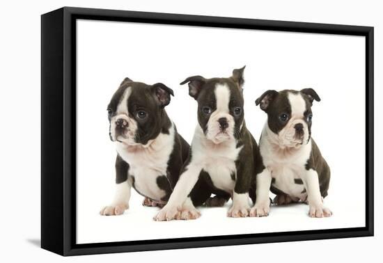 Three Boston Terrier Puppies in Studio-null-Framed Premier Image Canvas