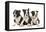 Three Boston Terrier Puppies in Studio-null-Framed Premier Image Canvas